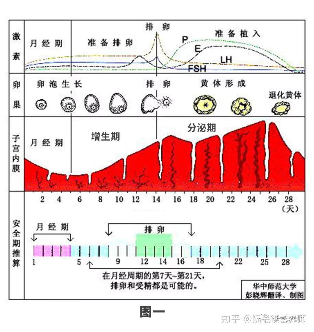 女人一个月来几次月经，生理周期的科学解析