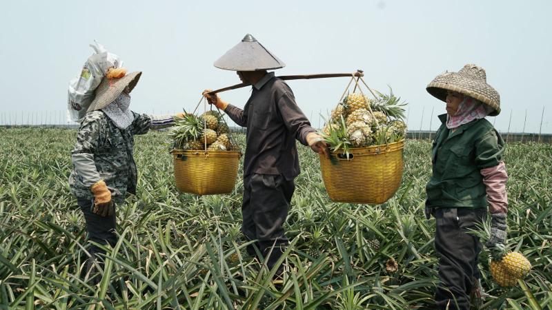 广东省菠萝分布图，揭示菠萝产业的繁荣与地理分布