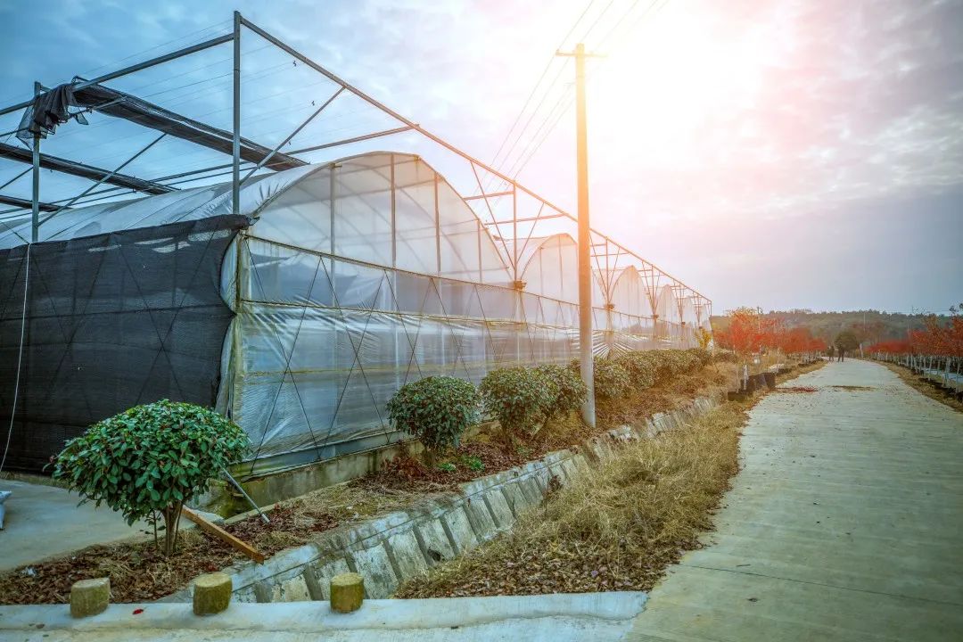 江苏老区农业科技，传统与创新的融合